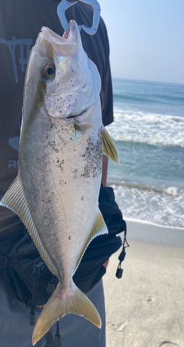 ショゴの釣果