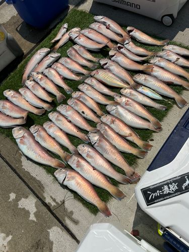 アマダイの釣果