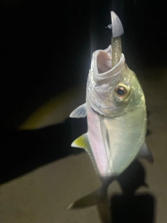 オニヒラアジの釣果