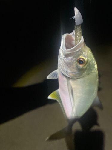 オニヒラアジの釣果