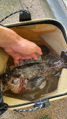 タケノコメバルの釣果