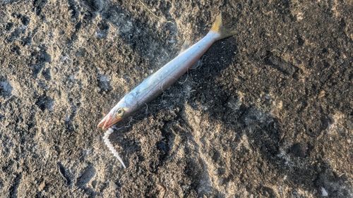 カマスの釣果