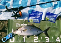 カンパチの釣果