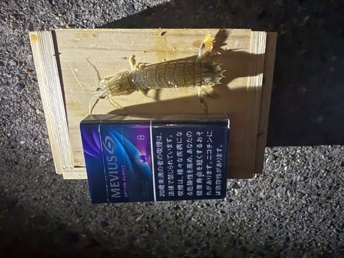 シャコエビの釣果