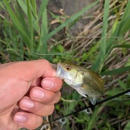 スモールマウスバス