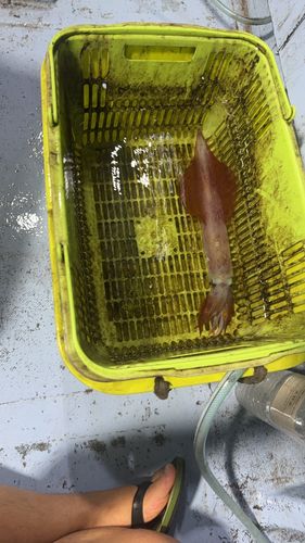 シロイカの釣果
