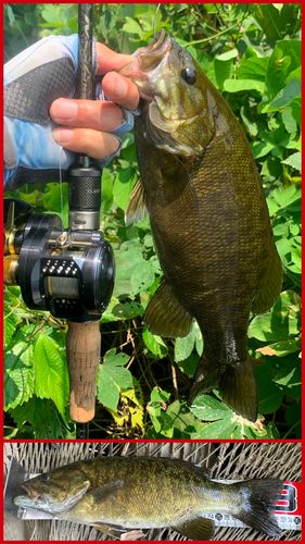 スモールマウスバスの釣果