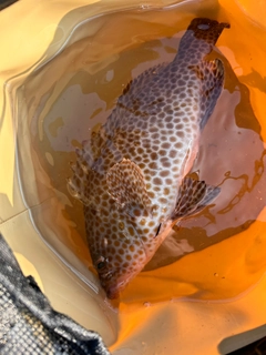 オオモンハタの釣果