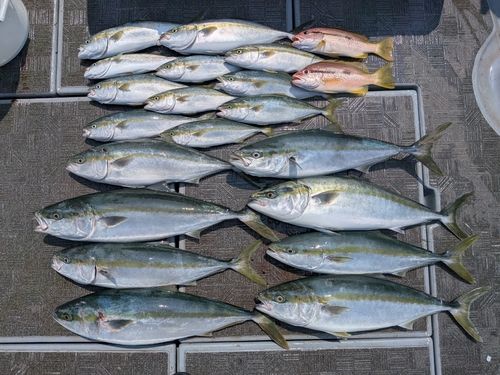 ブリの釣果