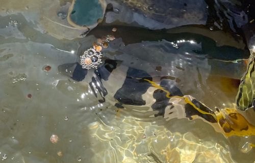 クルバニーアカジンの釣果