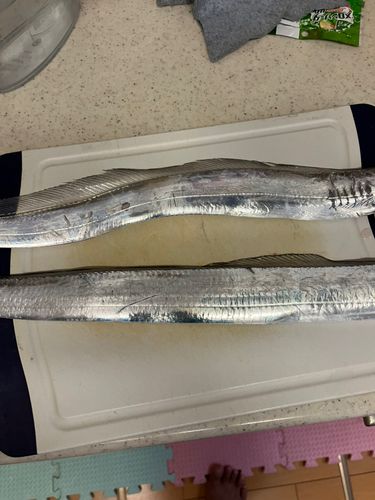 タチウオの釣果