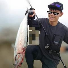 マルソウダの釣果