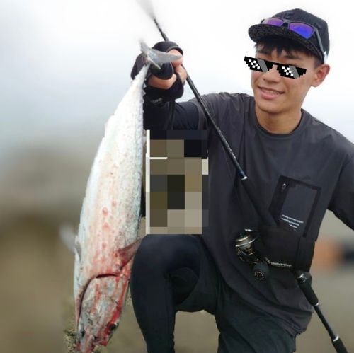 マルソウダの釣果