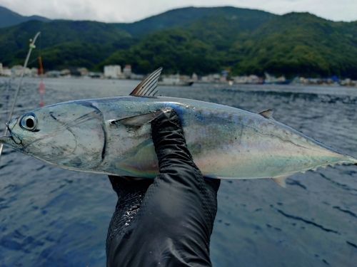 ソウダガツオの釣果