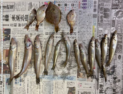キスの釣果