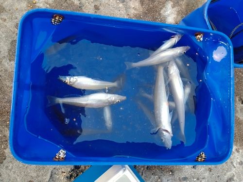 キスの釣果