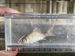 フナの釣果