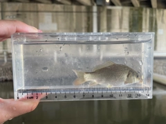 コイの釣果