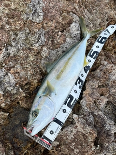 ヒラマサの釣果