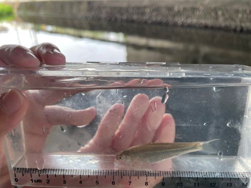 スゴモロコの釣果