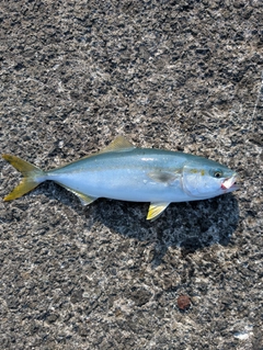 ワカシの釣果