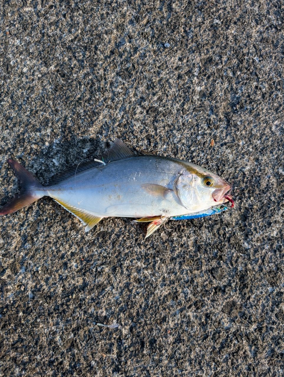 saaaaabotenさんの釣果 2枚目の画像