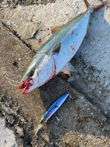 イナダの釣果