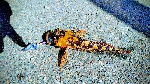 カジカの釣果