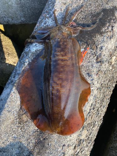 アオリイカの釣果