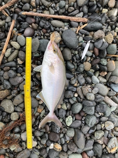 ショゴの釣果