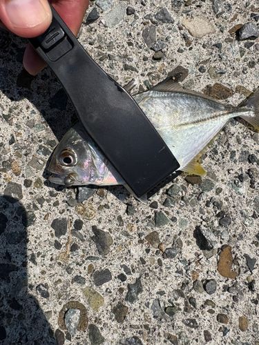 メッキの釣果