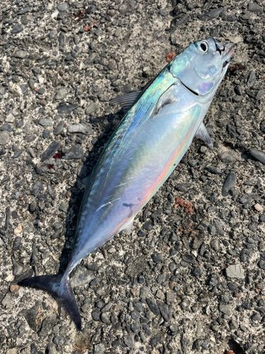 ソウダガツオの釣果