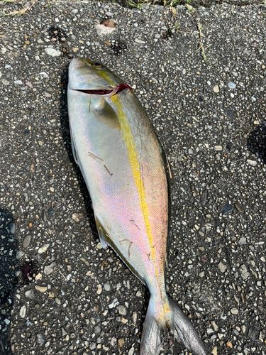 シオの釣果