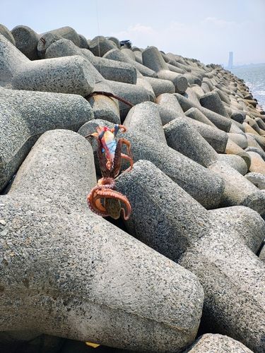 タコの釣果