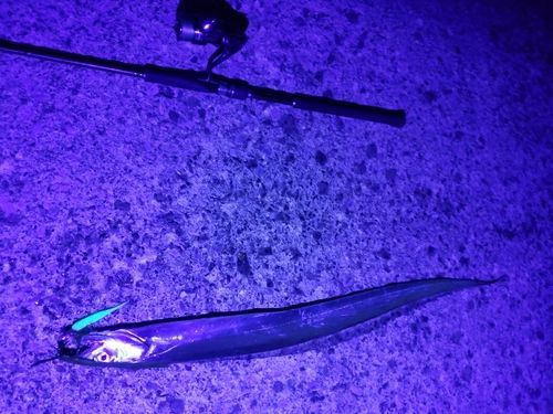 タチウオの釣果