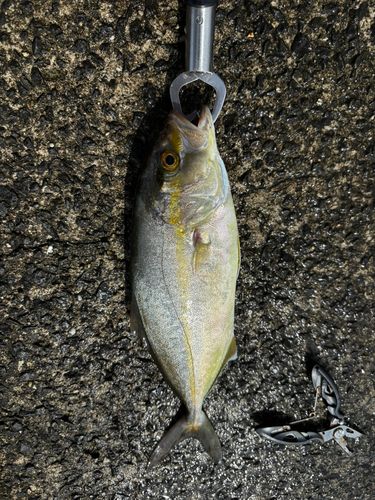 ネリゴの釣果