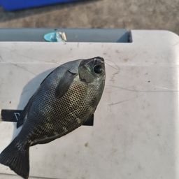 グレ