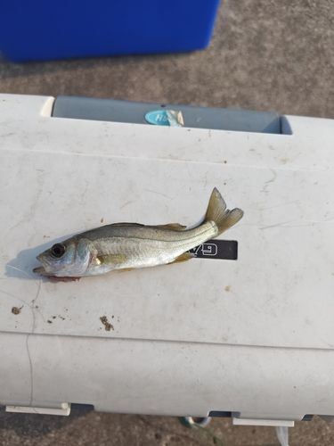 セイゴ（マルスズキ）の釣果