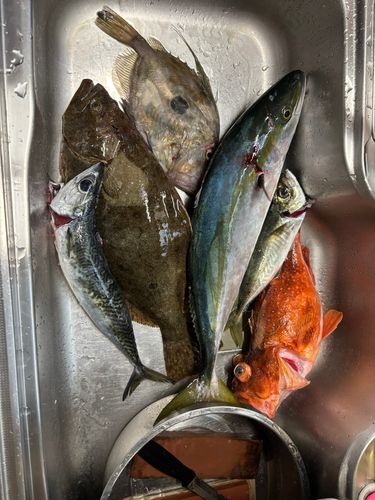 ハマチの釣果