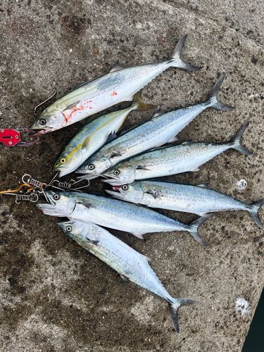 サゴシの釣果
