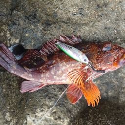 カサゴ
