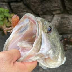 ブラックバス