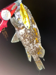 オウゴンムラソイの釣果