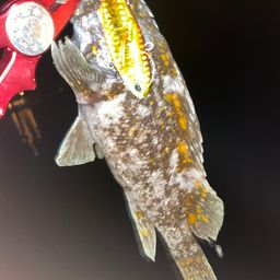 オウゴンムラソイ