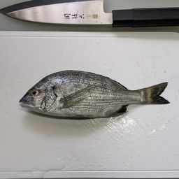 クロダイ