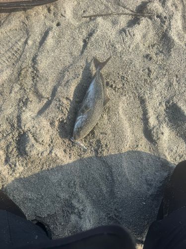 ショゴの釣果