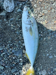 ワカシの釣果