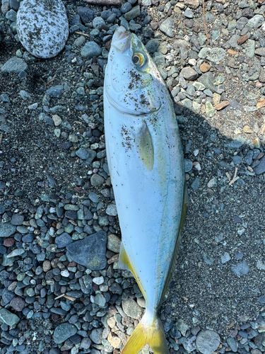ワカシの釣果