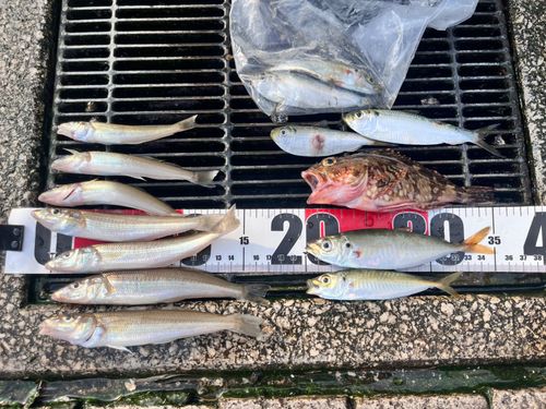 シロギスの釣果