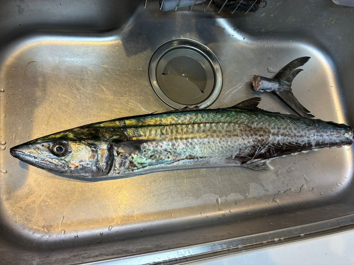 あーる08さんの釣果 1枚目の画像